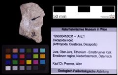 Foto (Objekt + Etiketten) von Decapoda indet. (NHMW-GEO-1990-0041-0031)